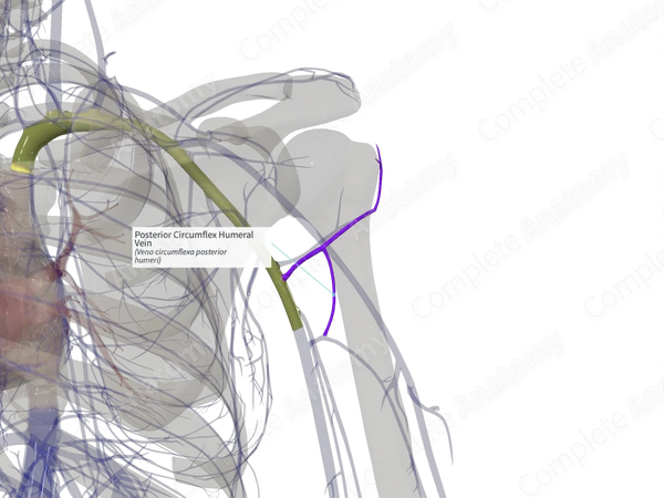 Posterior Circumflex Humeral Vein (Left)