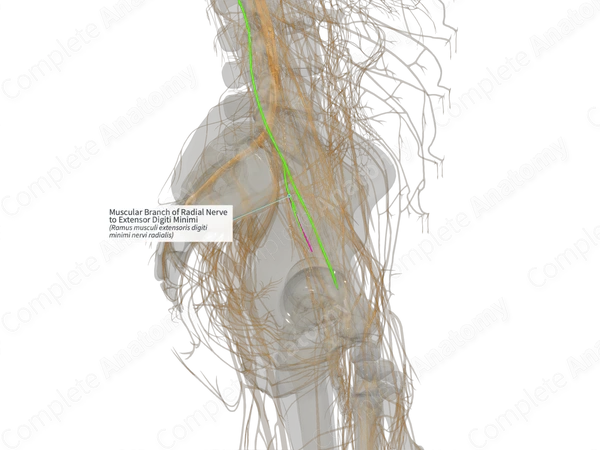 Muscular Branch of Radial Nerve to Extensor Digiti Minimi (Left)