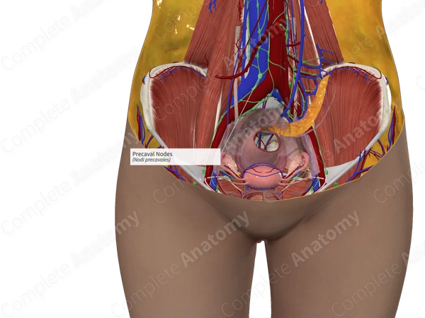 Precaval Nodes