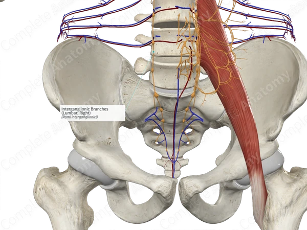 Interganglionic Branches (Lumbar; Right)