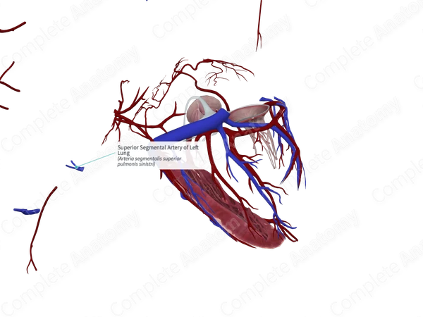 Superior Segmental Artery of Left Lung
