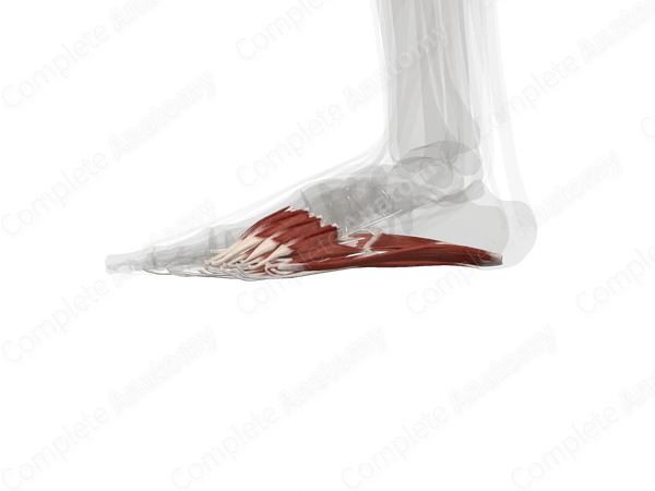 Muscles of Plantar Part of Foot (Left)