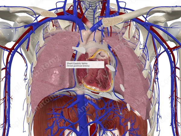 Short Gastric Veins