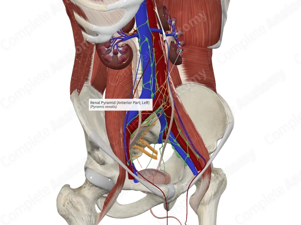 Renal Pyramid (Anterior Part; Left)