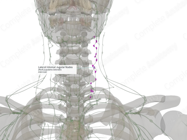 Lateral Internal Jugular Nodes (Right)