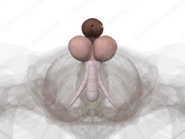 Male External Genitalia