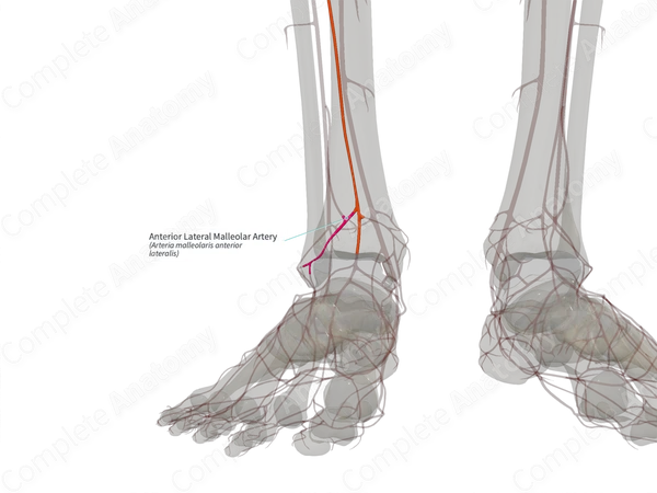 Anterior Lateral Malleolar Artery (Left)