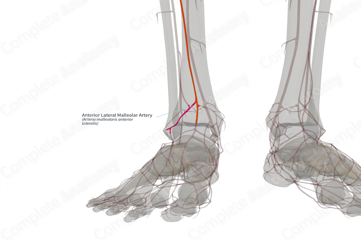 Anterior Lateral Malleolar Artery (Left)