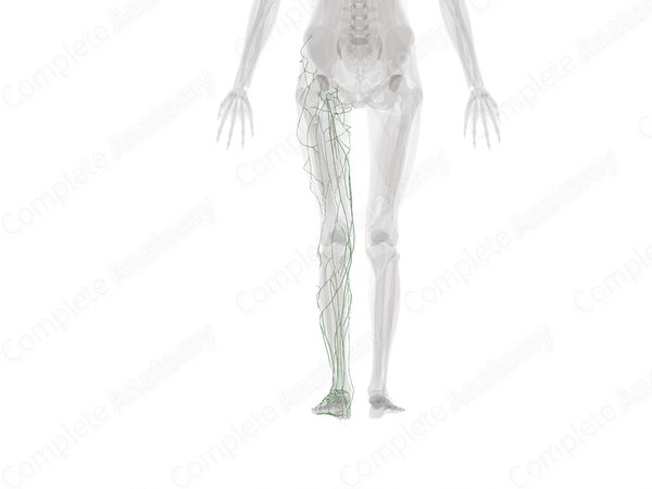 Lymph Vessels of Lower Limb (Left)