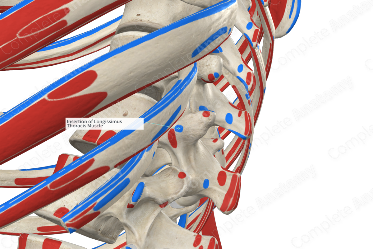 Insertion of Longissimus Thoracis Muscle