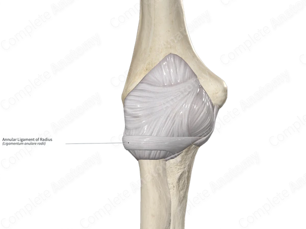 Annular Ligament of Radius