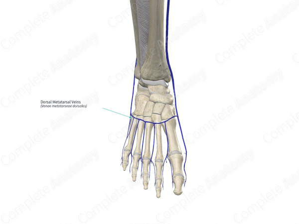 Dorsal Metatarsal Veins