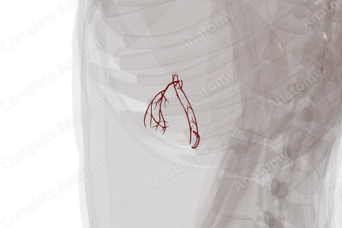 Arteries of Gallbladder and Extrahepatic Bile Ducts