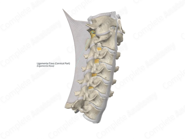 Ligamenta Flava (Cervical Part)