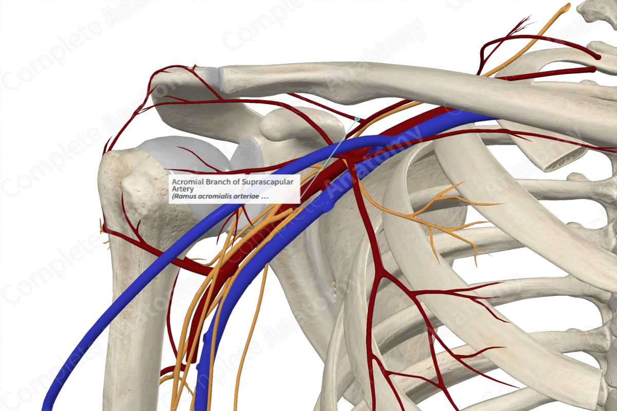 Acromial Branch of Suprascapular Artery 