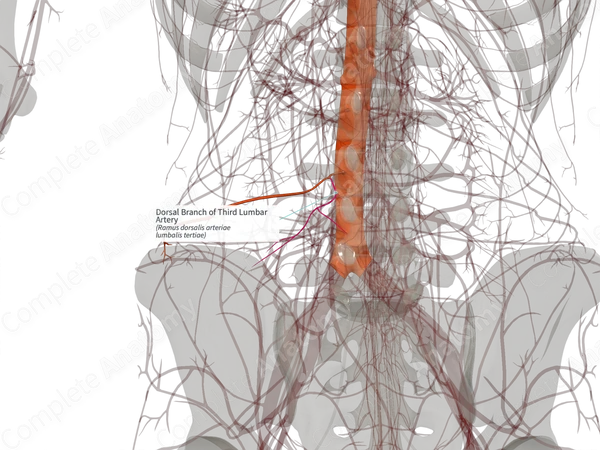 Dorsal Branch of Third Lumbar Artery (Right)