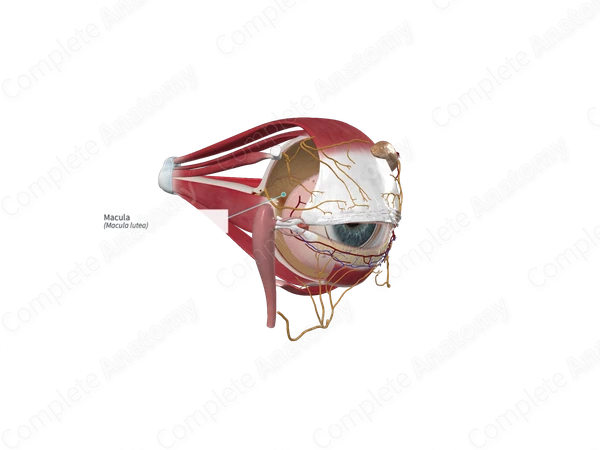 Macula