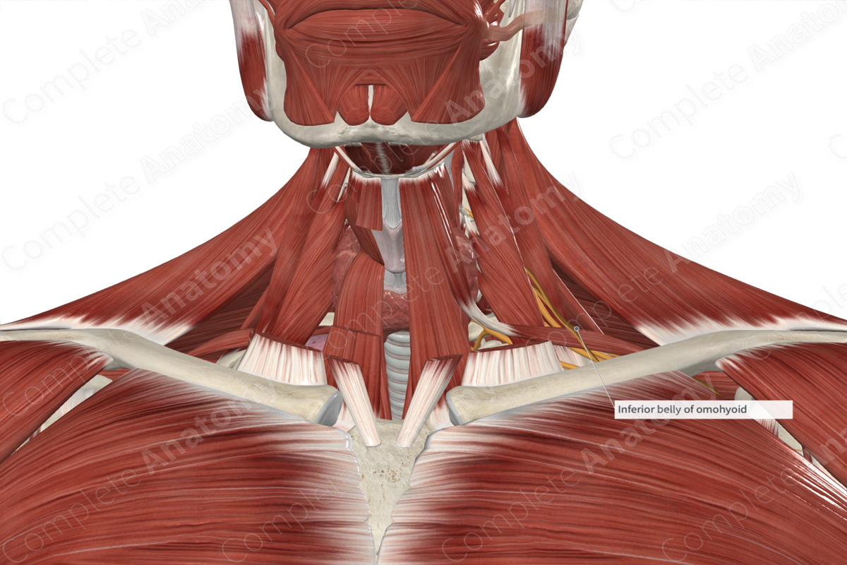Inferior Belly of Omohyoid Muscle 