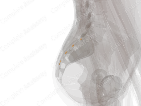 Spinal Ganglia of Sacral Nerves (Left)