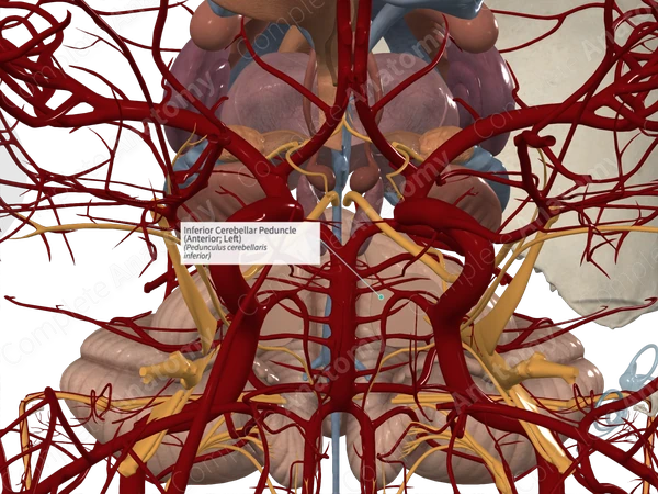 Inferior Cerebellar Peduncle (Anterior; Left)