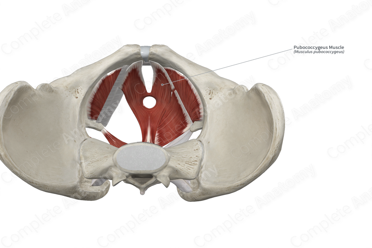 Pubococcygeus Muscle 