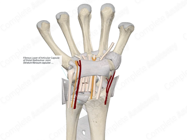 Fibrous Layer of Articular Capsule of Distal Radioulnar Joint