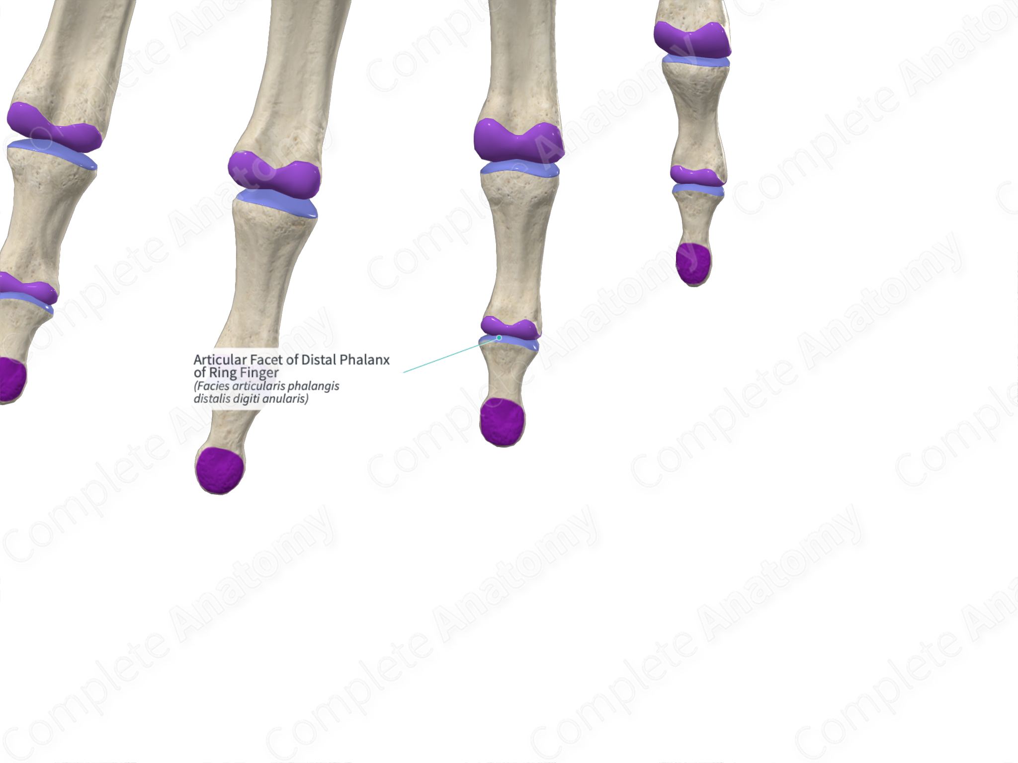 articular-facet-of-distal-phalanx-of-ring-finger-complete-anatomy