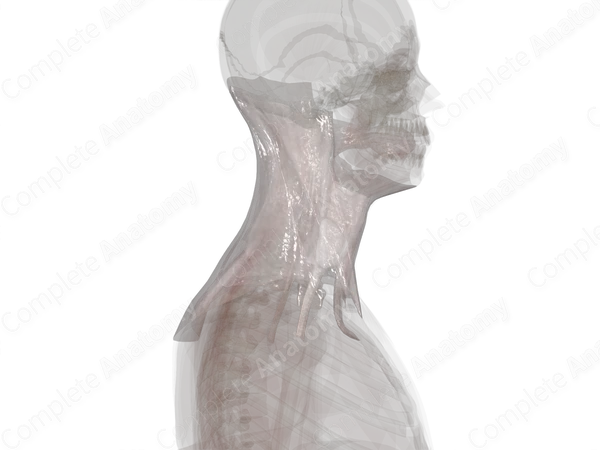 Cervical Fasciae