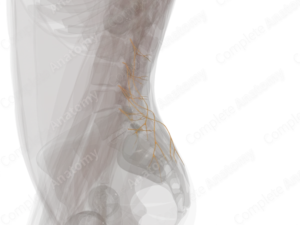 Posterior Rami of Lumbar Nerves (Left)