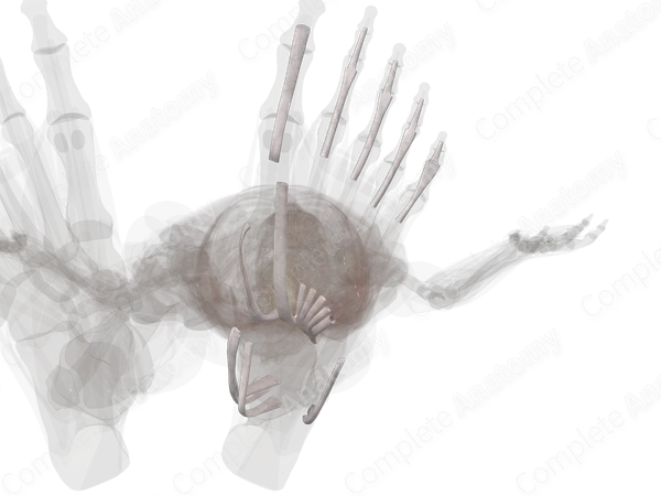 Tendon Sheaths of Lower Limb (Left)