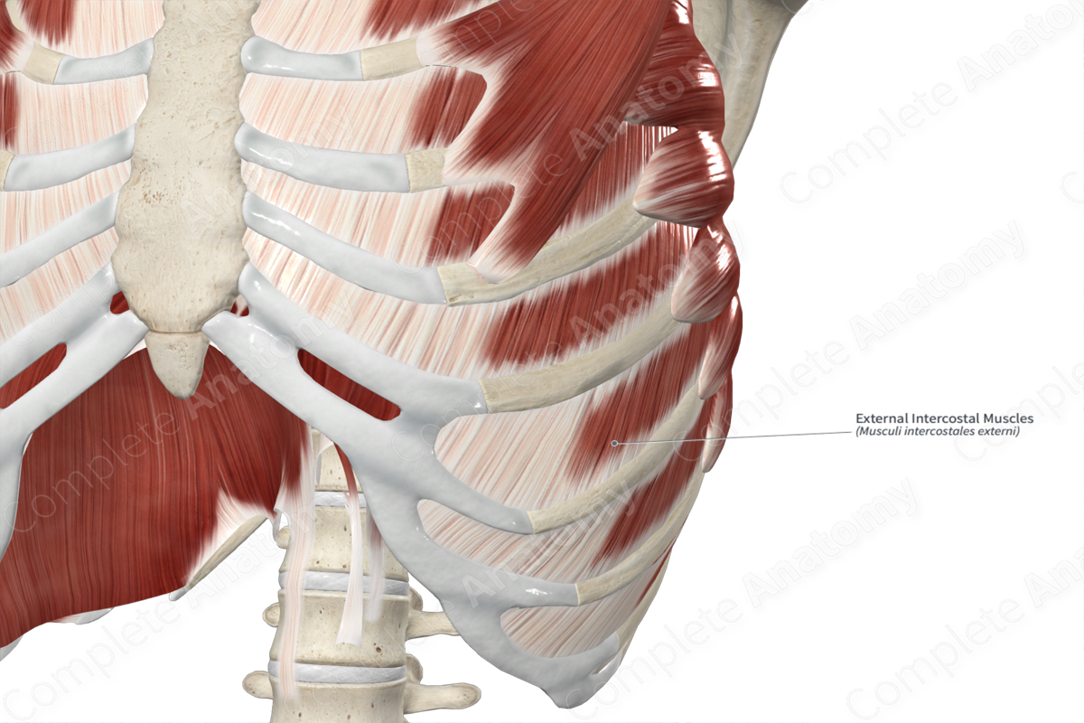 External Intercostal Muscles 
