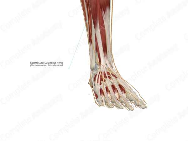 Lateral Sural Cutaneous Nerve 