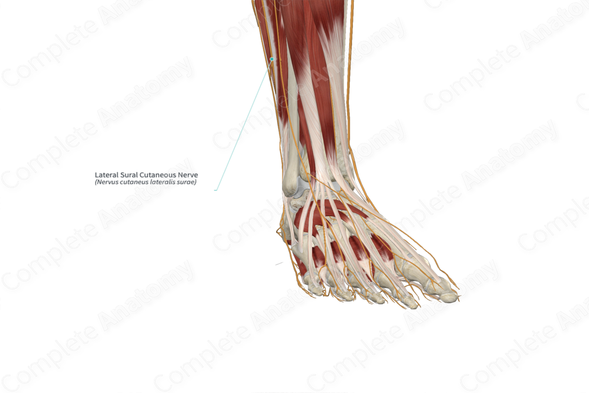 Lateral Sural Cutaneous Nerve 