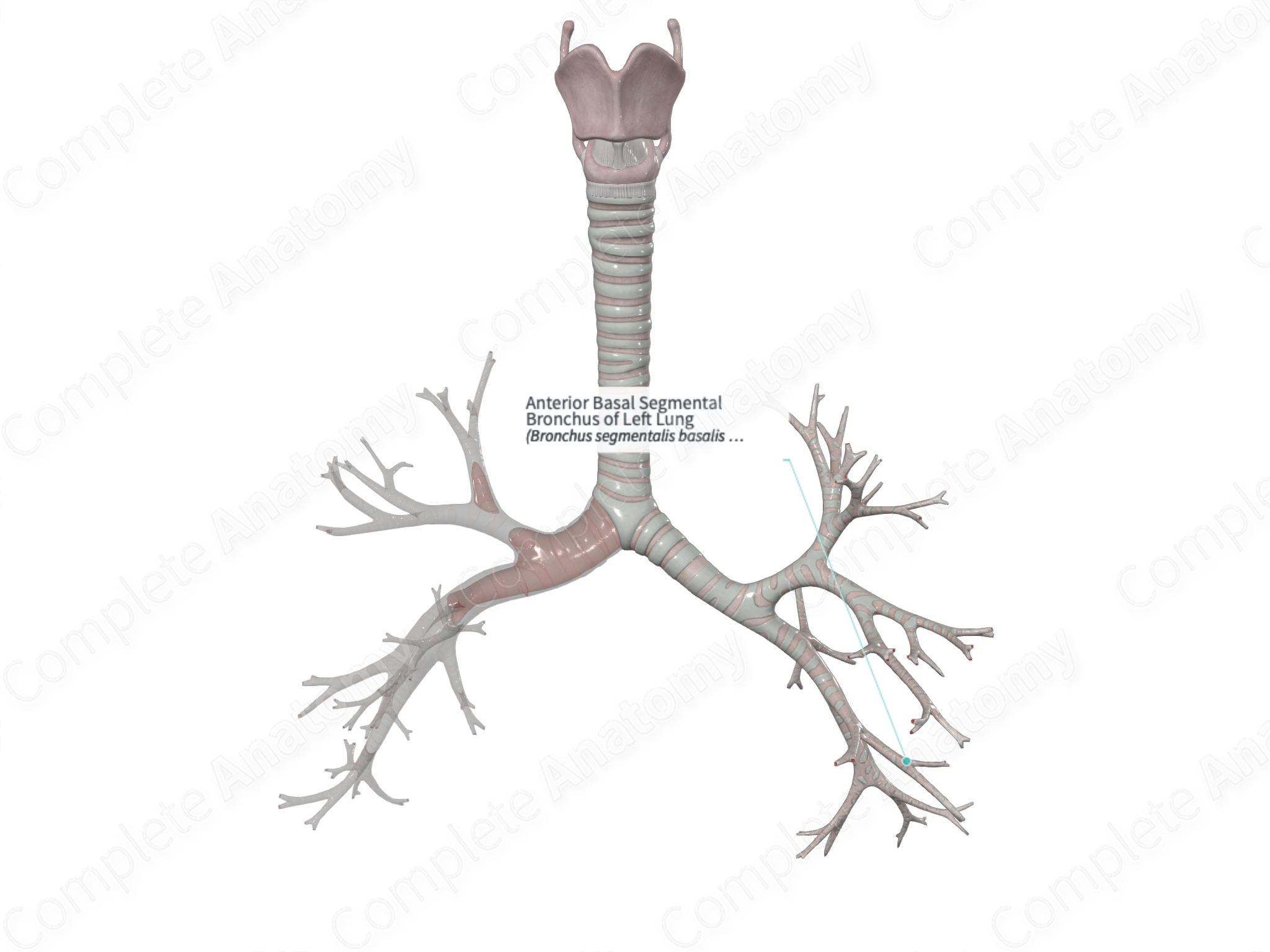 Anterior Basal Segmental Bronchus of Left Lung | Complete Anatomy