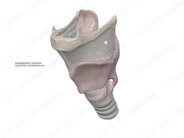 Hyoepiglottic Ligament Complete Anatomy