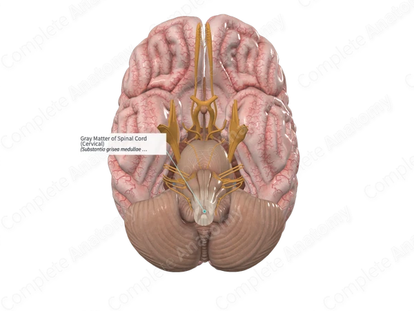 Gray Matter of Spinal Cord (Cervical)