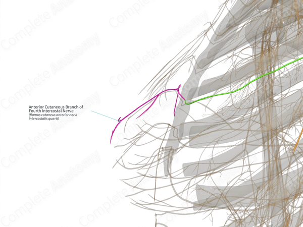 Anterior Cutaneous Branch of Fourth Intercostal Nerve (Left)