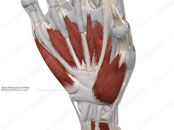 Flexor Retinaculum of Wrist