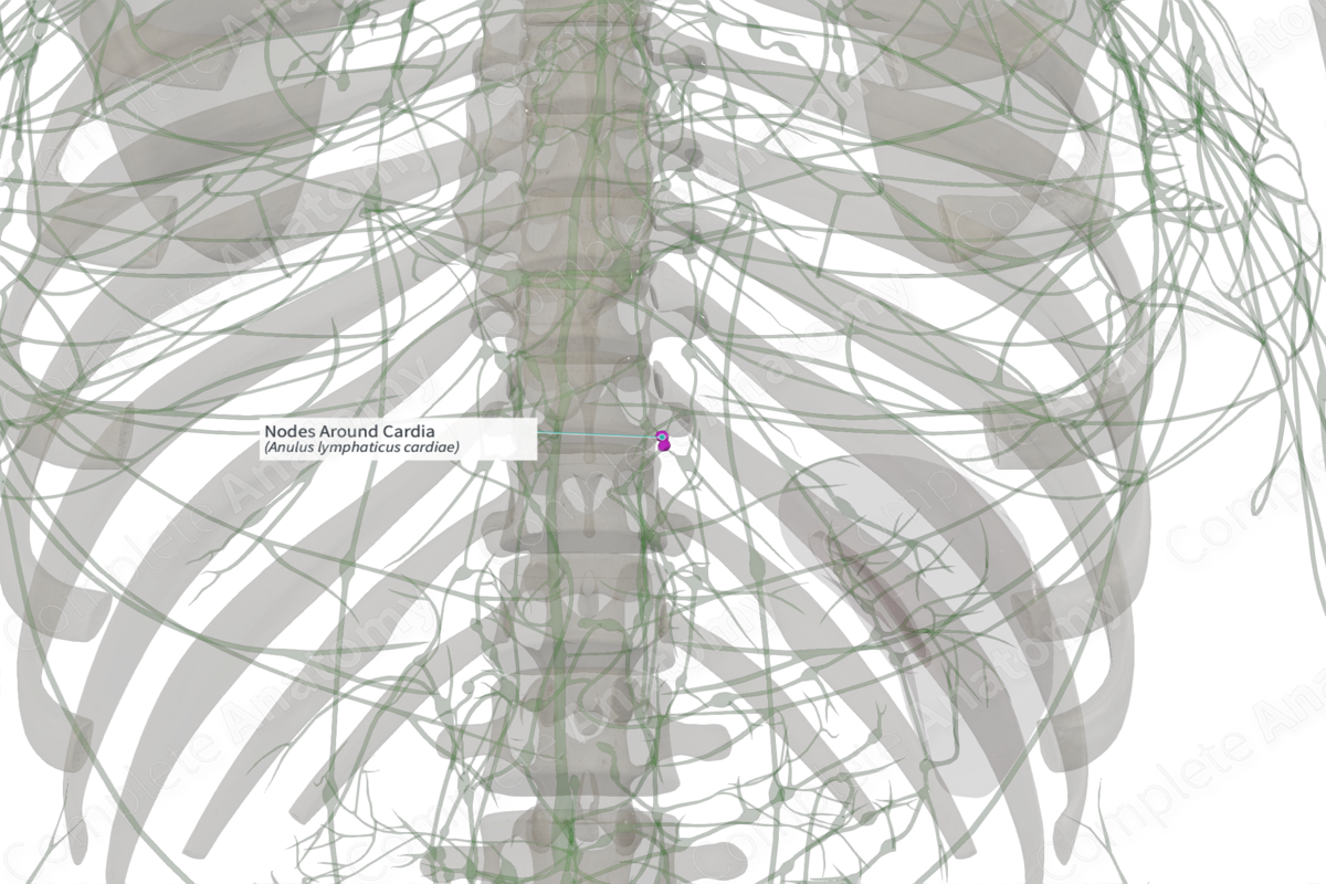 Nodes Around Cardia Complete Anatomy