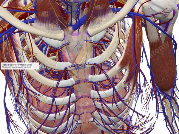 Right Superior Phrenic Vein