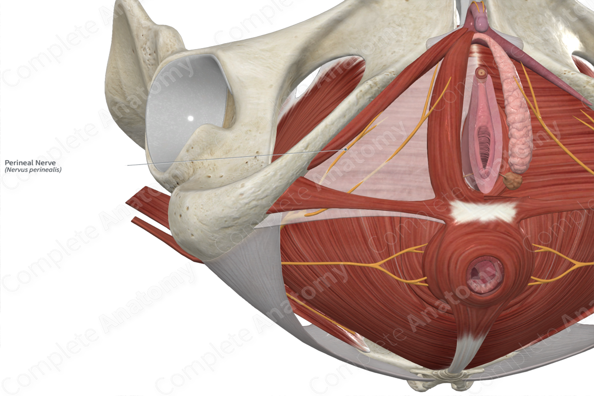 Perineal Nerve 