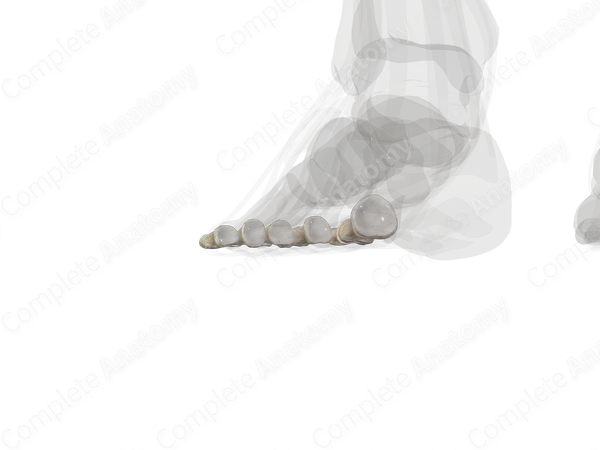 Phalanges of Foot (Left)