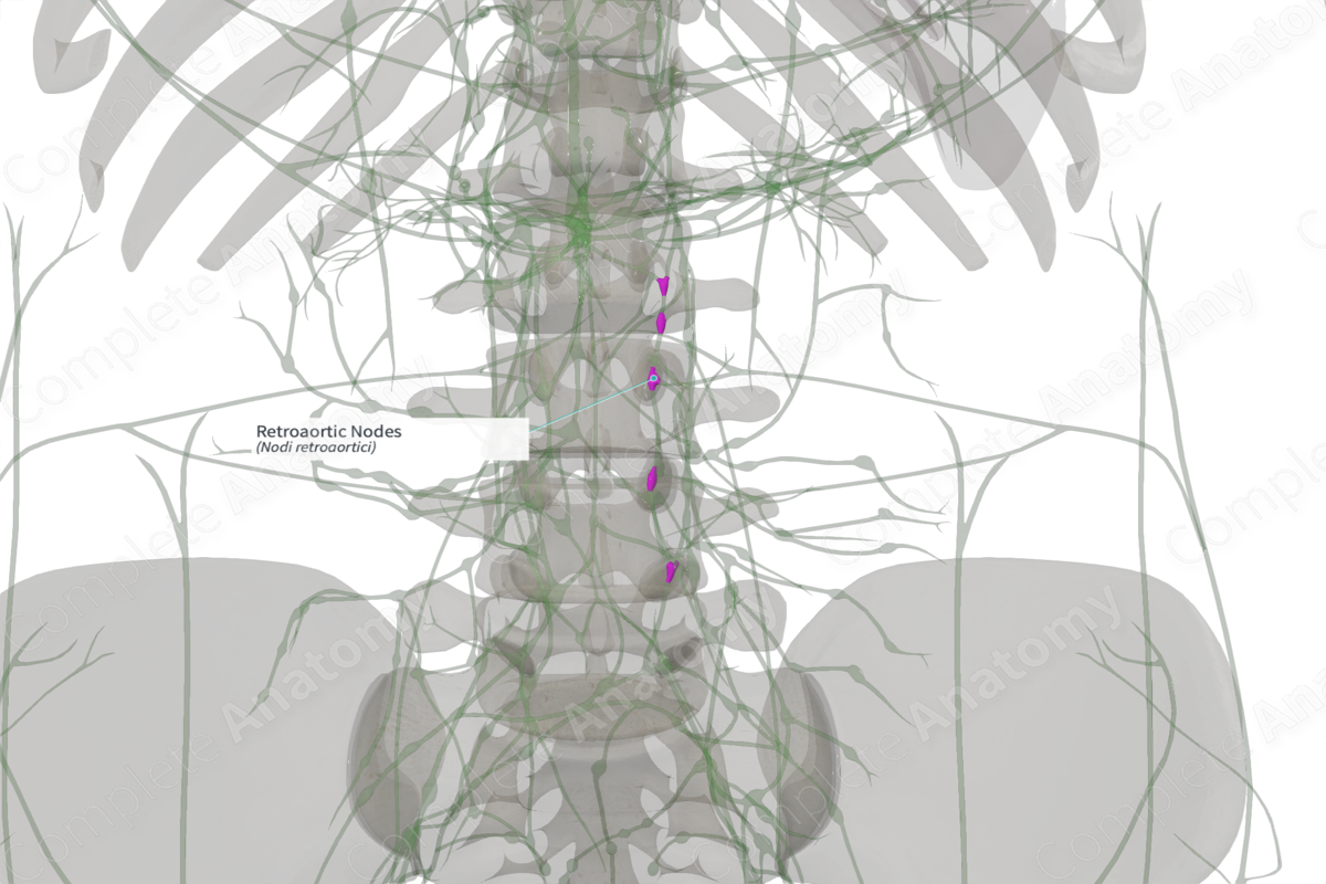 Retroaortic Nodes Complete Anatomy