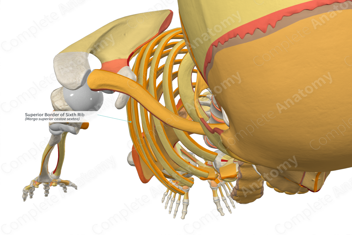 Superior Border of Sixth Rib