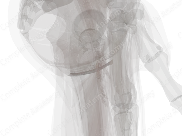 Superficial Investing Fascia of Perineum
