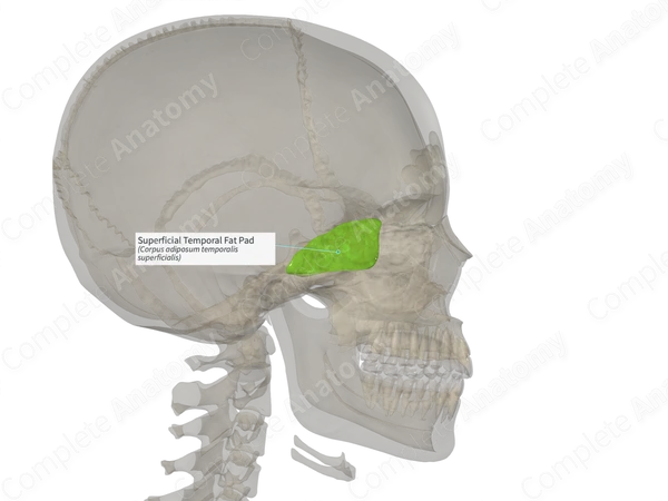 Superficial Temporal Fat Pad (Right)