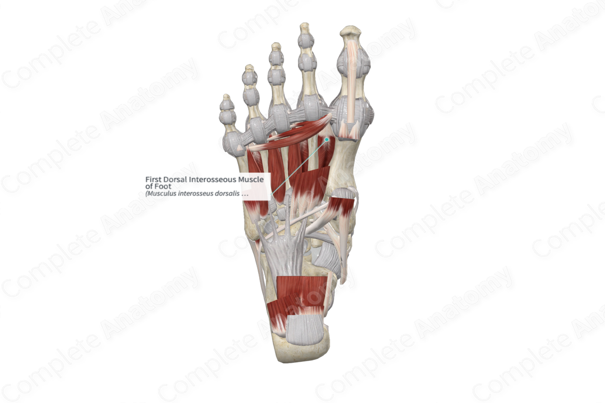 First Dorsal Interosseous Muscle of Foot 