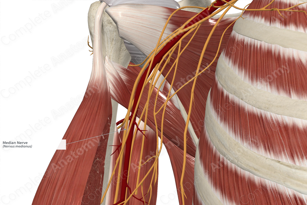 Median Nerve  Complete Anatomy
