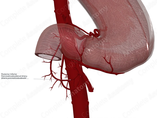 Posterior Inferior Pancreaticoduodenal Artery