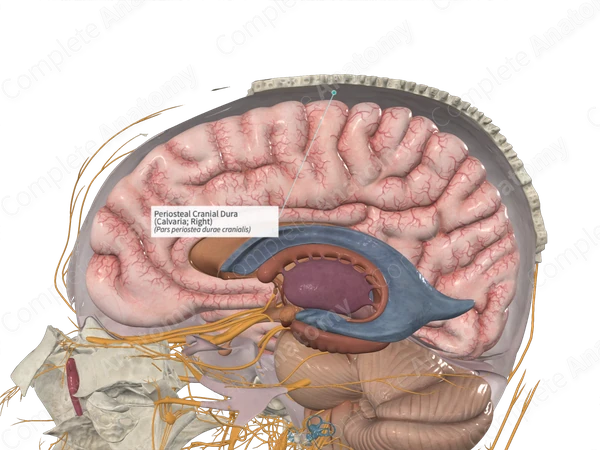 Periosteal Cranial Dura (Calvaria; Right)